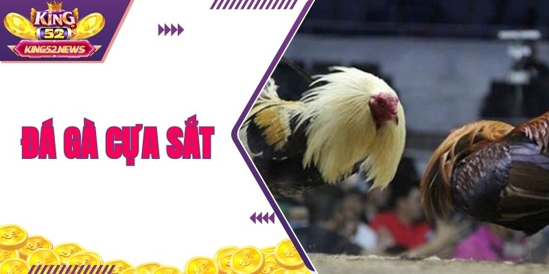 Đấu cựa sắt với sự bền bỉ và chiến thuật làm tôn chỉ