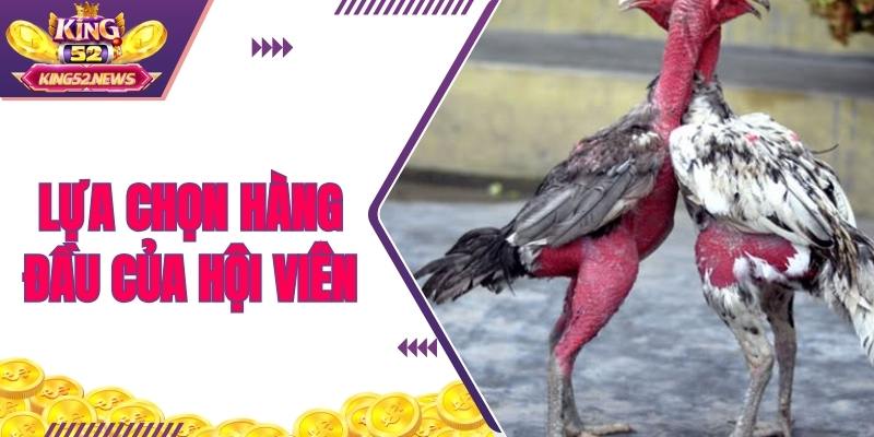Giống gà chọi nòi là sự lựa chọn hàng đầu của nhiều hội viên