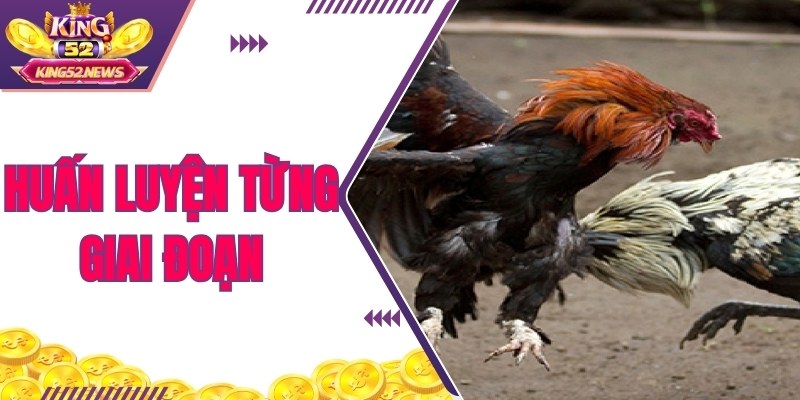 Huấn luyện theo từng giai đoạn để đảm bảo chiến kê học tốt