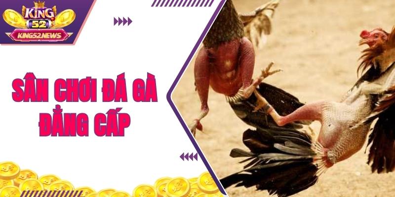 King52 cung cấp sân chơi chọi kê với nhiều ưu điểm nổi bật