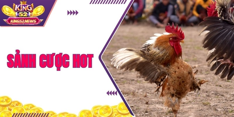 Sảnh đá gà King52 sở hữu nhiều trận đỉnh cao thế giới