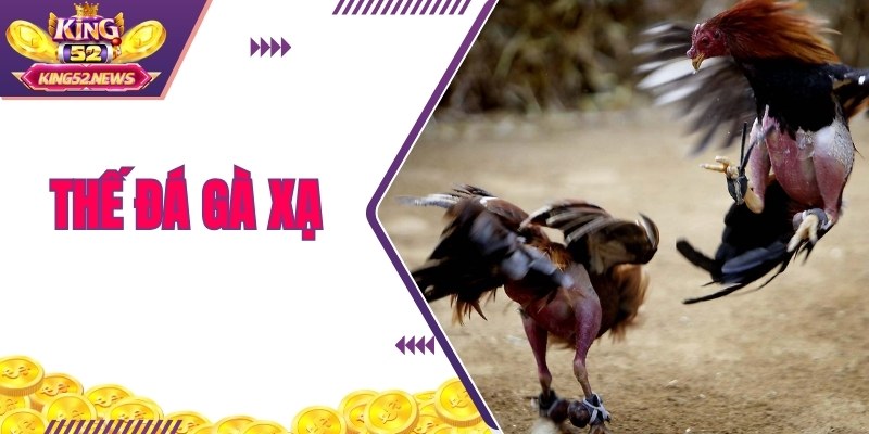 Thế Đá Gà Xạ - Món Đòn Hiểm Mang Sức Mạnh Tuyệt Đối