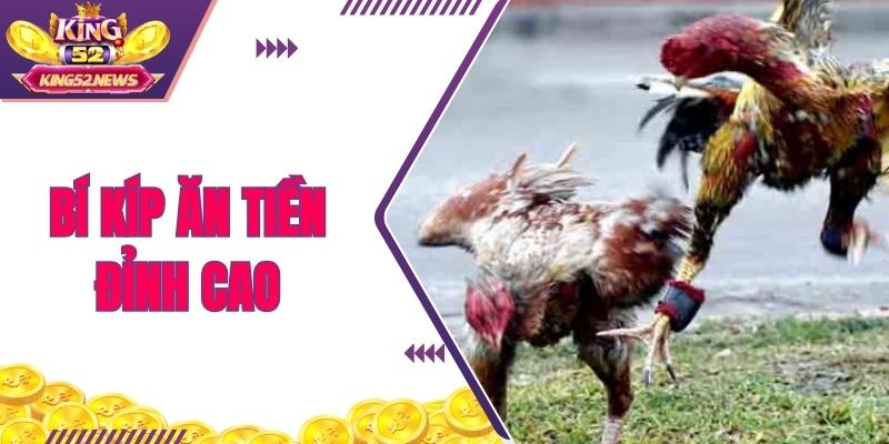 Tối ưu chuỗi thắng với bí quyết chọn kê cực đỉnh từ sư kê