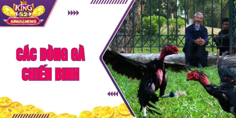 Tổng hợp các dòng gà chiến binh hội viên không nên bỏ qua